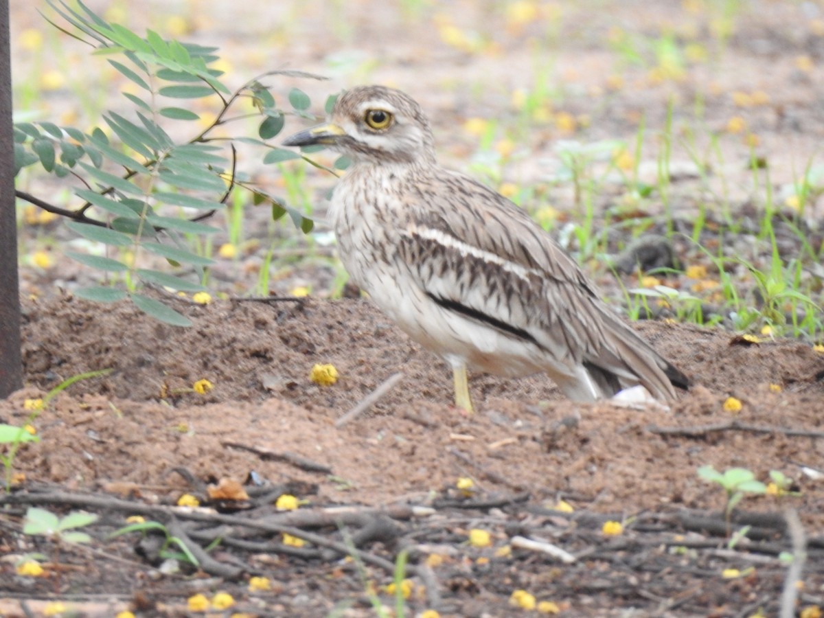 Indian Thick-knee - ML248924871