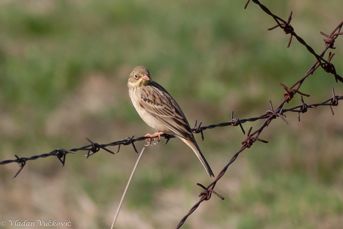 Ortolan Bunting - ML24892571