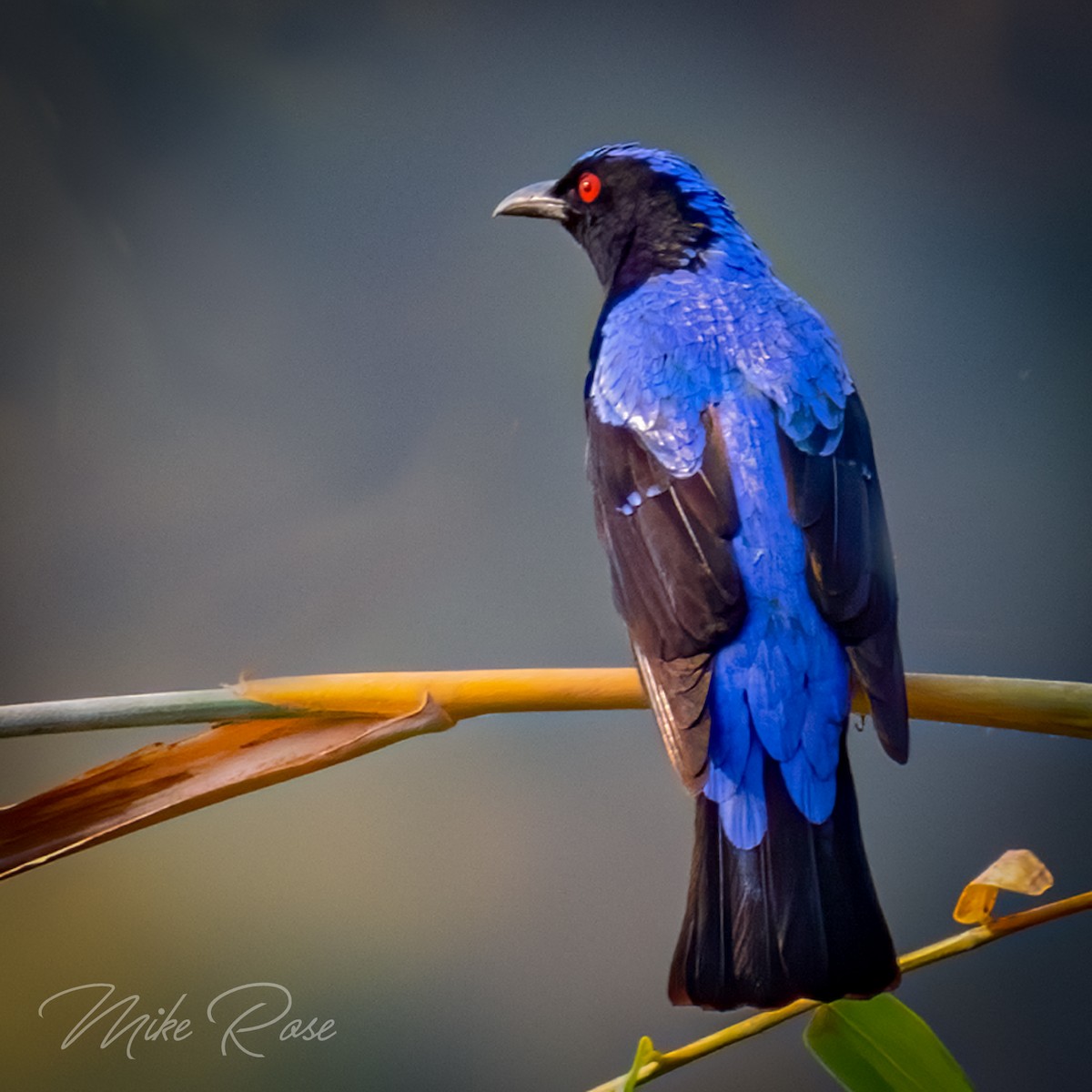 Asian Fairy-bluebird - ML248926701