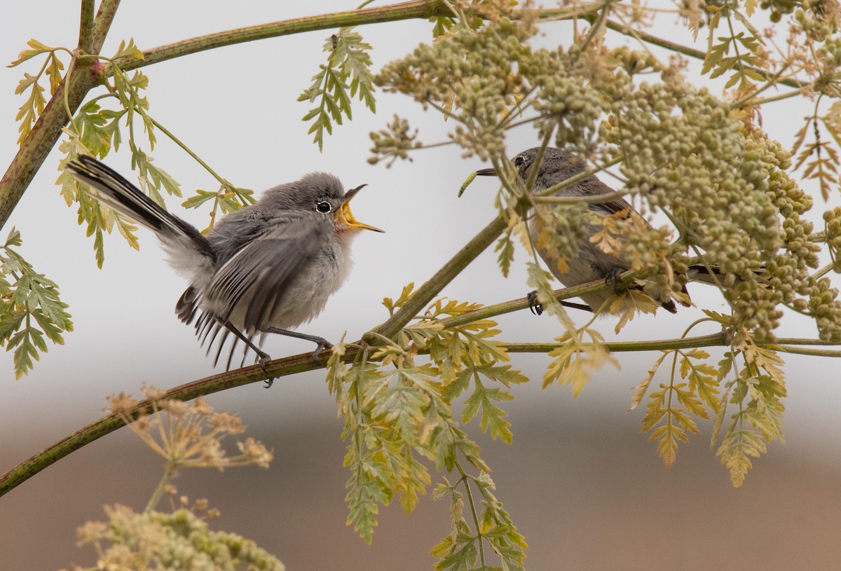 Blue-gray Gnatcatcher - ML248926961