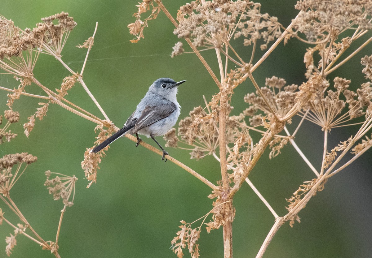 Blue-gray Gnatcatcher - ML248926971