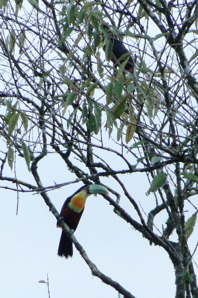 Red-breasted Toucan - ML248926981