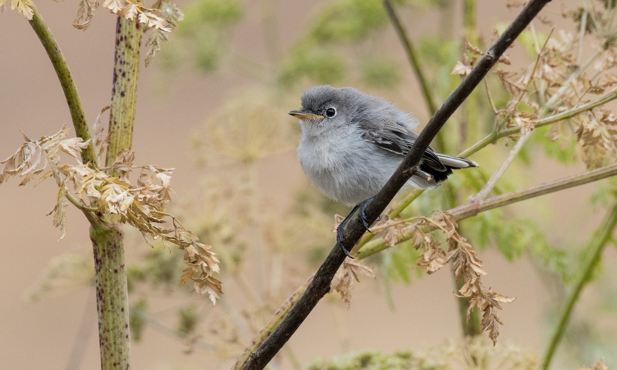 Blue-gray Gnatcatcher - ML248927001