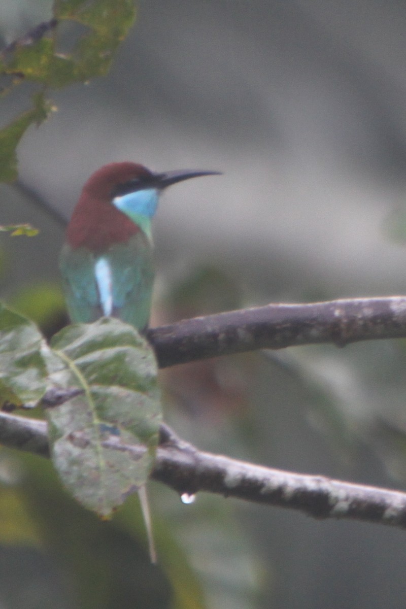 Blue-throated Bee-eater - Bruce Robinson