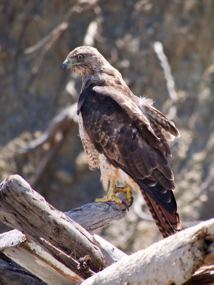 Red-tailed Hawk (calurus/alascensis) - ML248927081