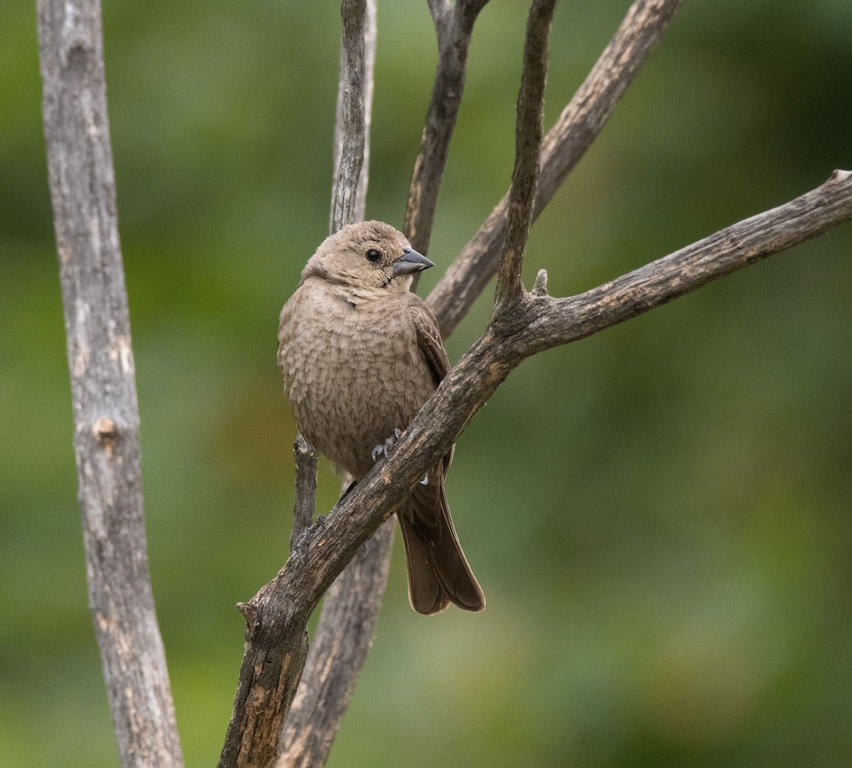 Brown-headed Cowbird - ML248927151