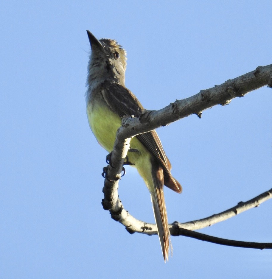 Great Crested Flycatcher - ML248927271