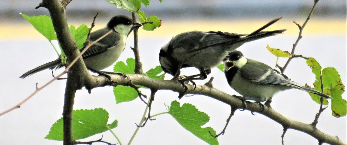 Cinereous Tit - Rob Carr