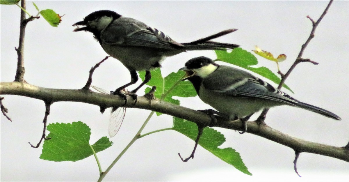 Cinereous Tit - Rob Carr