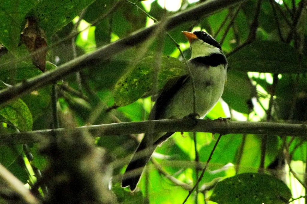 Saffron-billed Sparrow - ML248928751