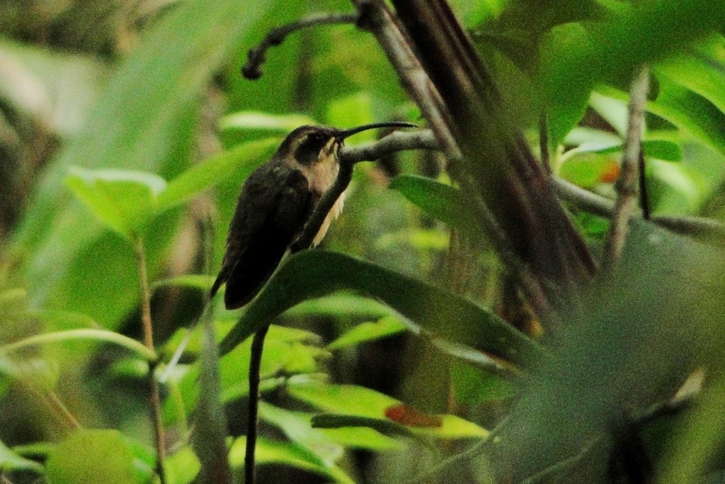 Тёмногорлый колибри-отшельник - ML248929801