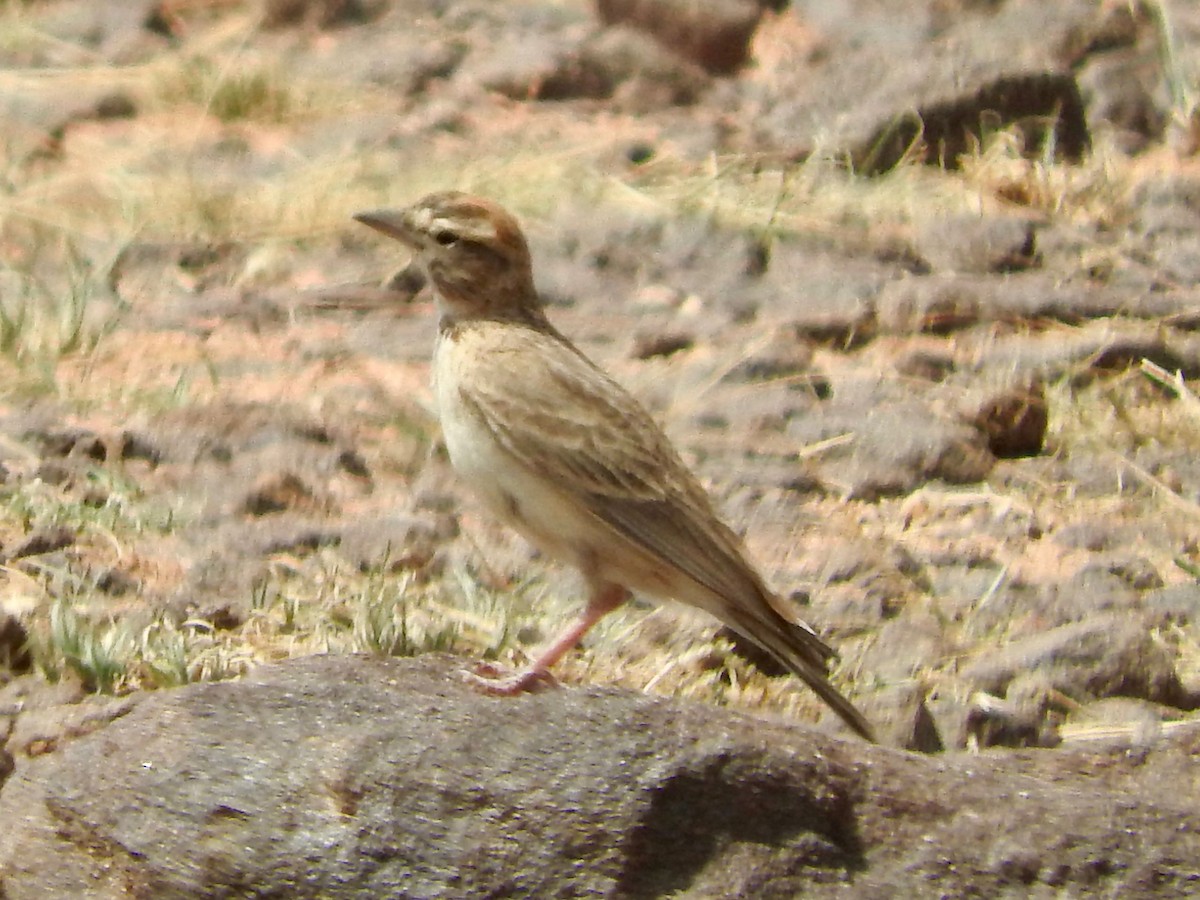 Rufous-capped Lark - Gregory Askew