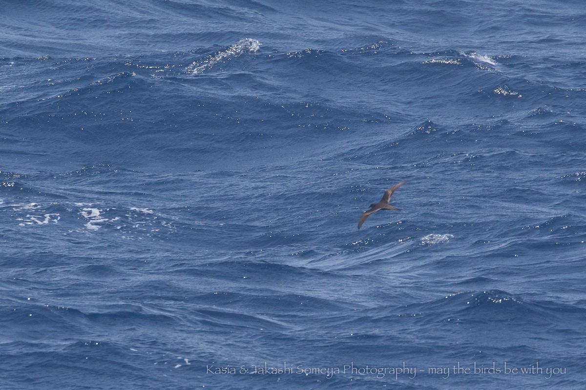 Bulwer's Petrel - ML248934641