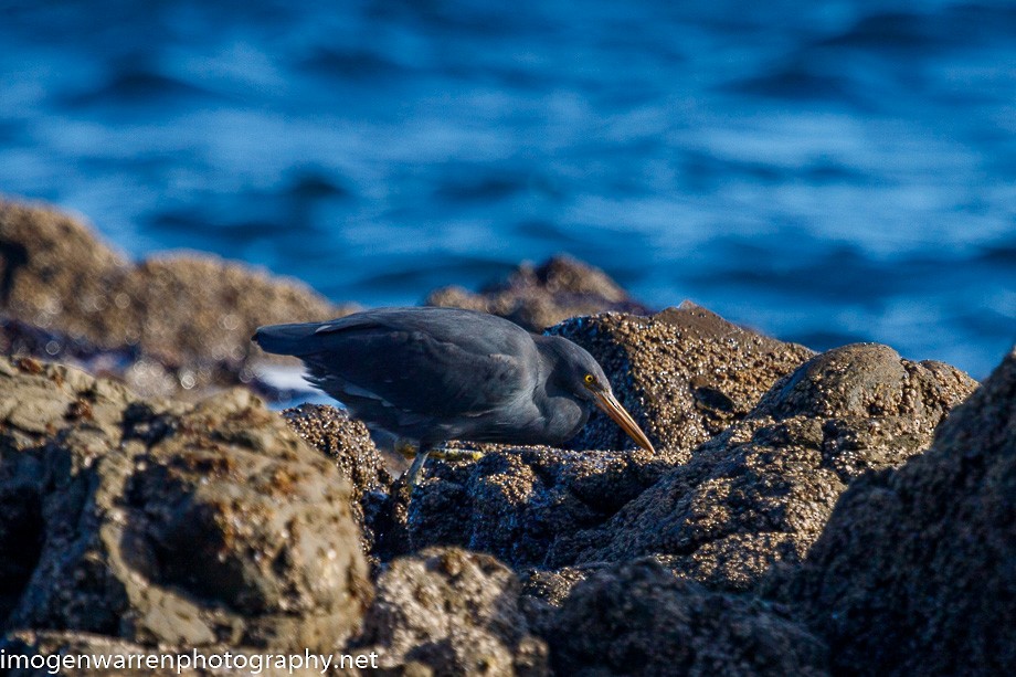 Pacific Reef-Heron - ML248935191