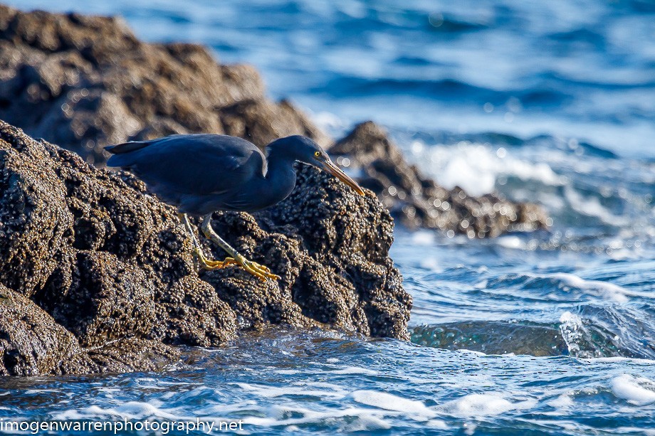 Pacific Reef-Heron - ML248935201