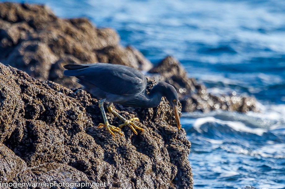 Pacific Reef-Heron - ML248935221