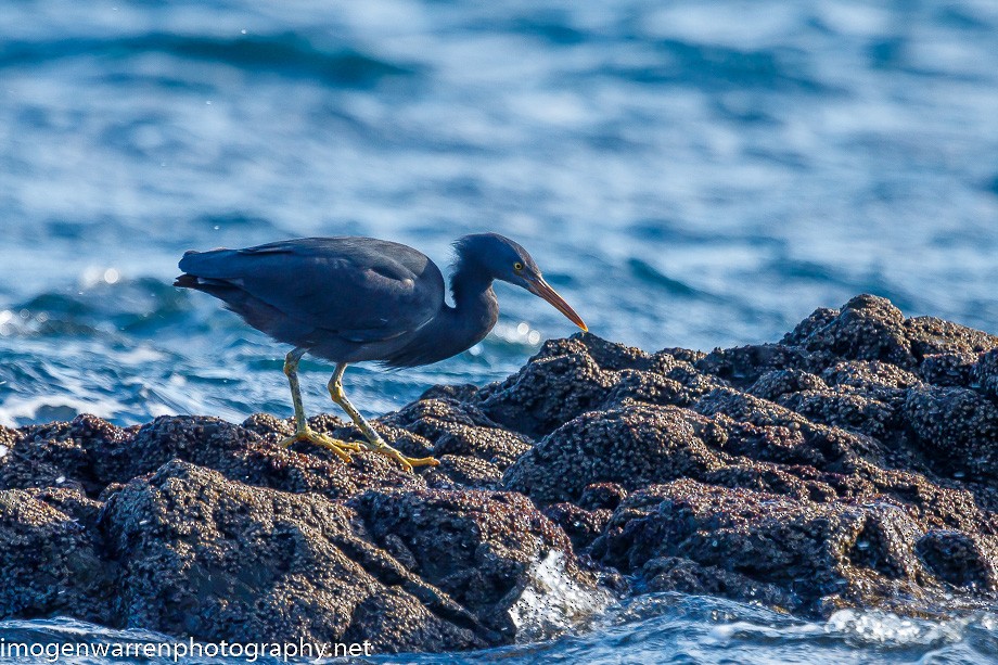 Pacific Reef-Heron - ML248935241