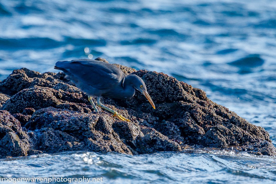 Pacific Reef-Heron - ML248935281