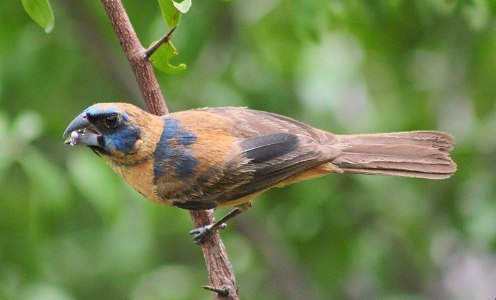 Ultramarine Grosbeak - ML248935651