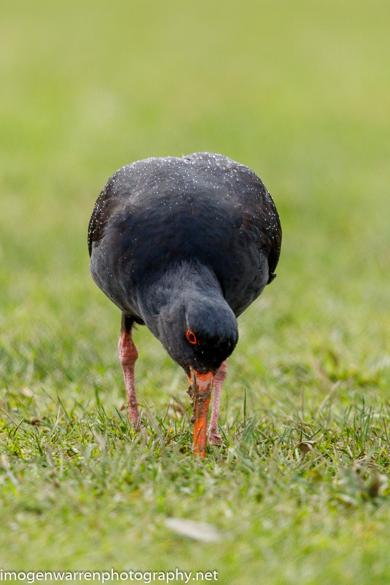 Variable Oystercatcher - ML248935741