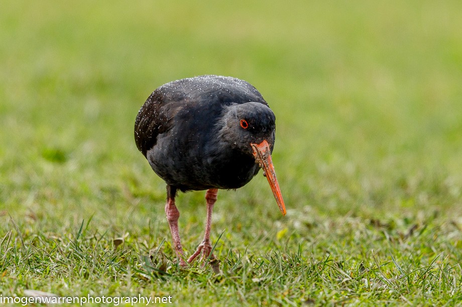 Variable Oystercatcher - ML248935761