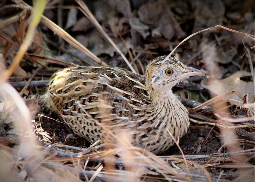 Spotted Nothura - ML248936451