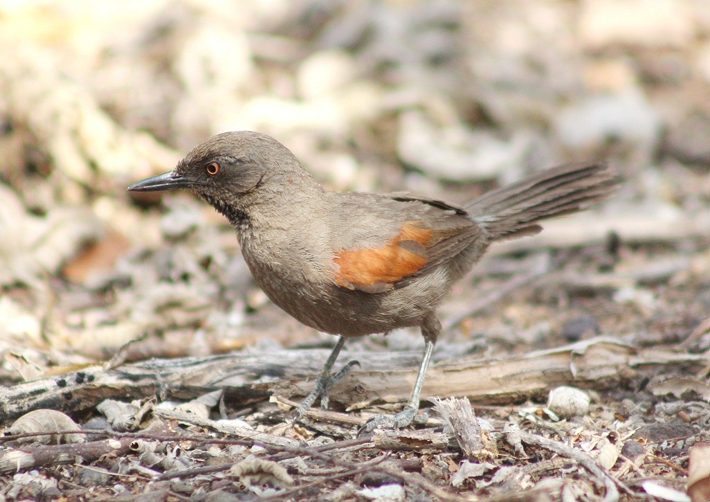 Red-shouldered Spinetail - ML248936691