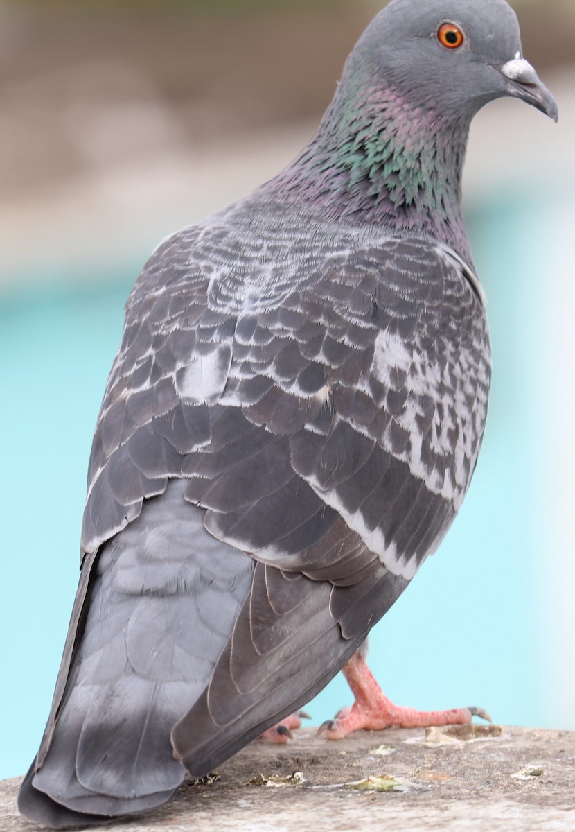 Pigeon biset - ML248941491