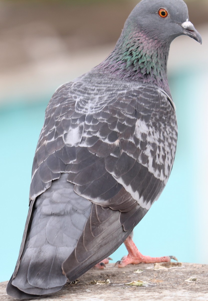 Rock Pigeon - ML248941491