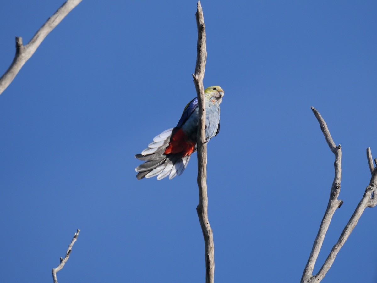 Perruche à tête pâle - ML248941961
