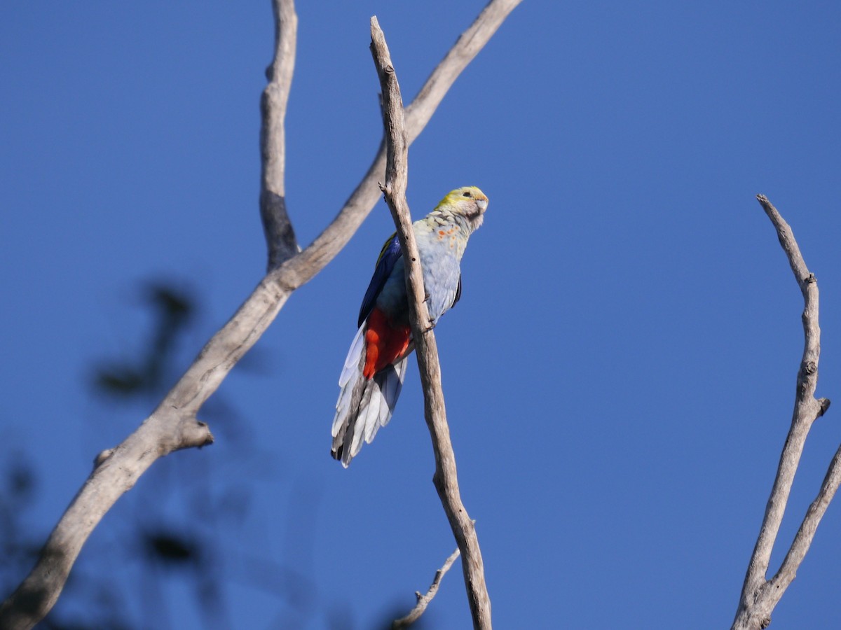 Perruche à tête pâle - ML248941971