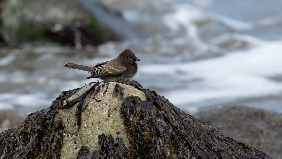 Black Phoebe - ML248942811