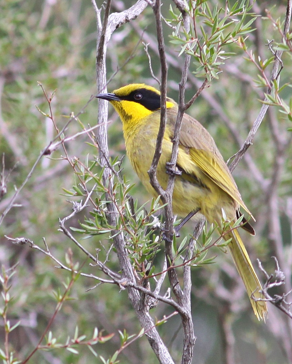 Yellow-tufted Honeyeater - Rufus Wareham