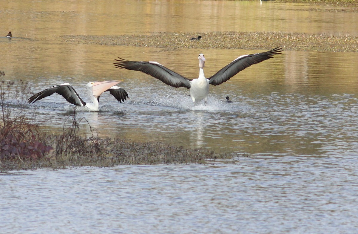 pelikán australský - ML248944311