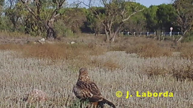 Red Kite - ML248944571