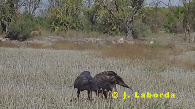 Common Buzzard - ML248944591