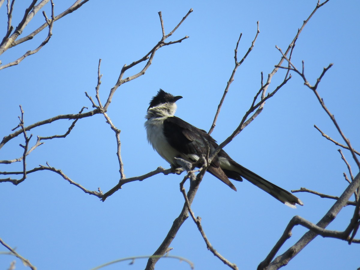 Pied Cuckoo - ML248945171