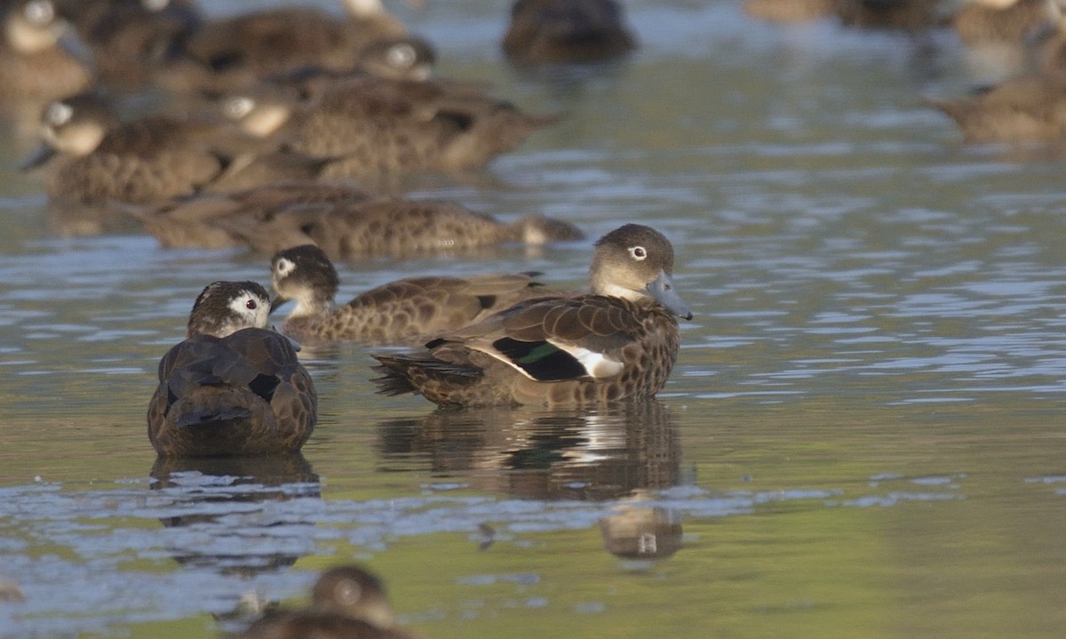 Andaman Teal - Ashis Kumar  Pradhan