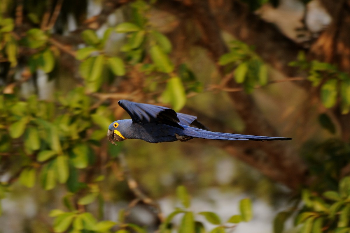 Hyacinth Macaw - Eric van Poppel
