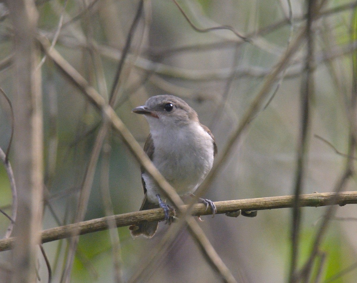 Mangrove Whistler - ML248946891