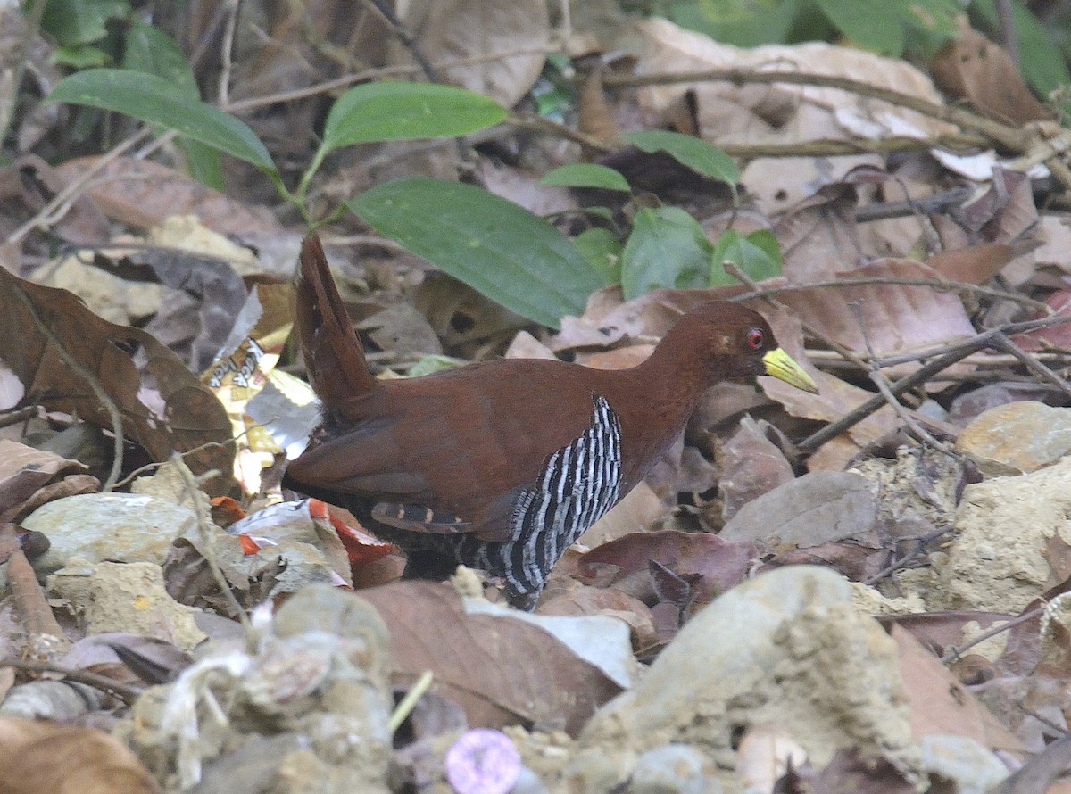 Andaman Crake - ML248947101