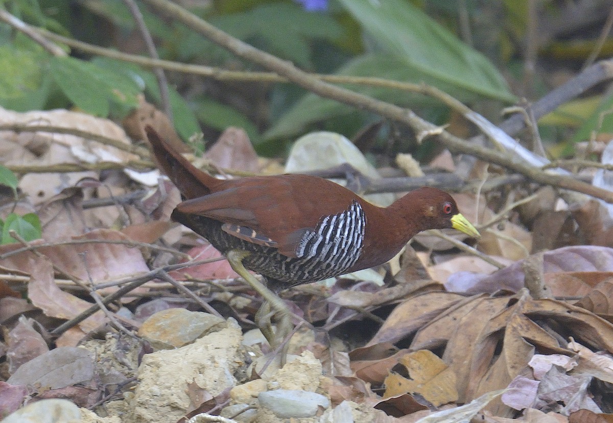 Andaman Crake - ML248947111