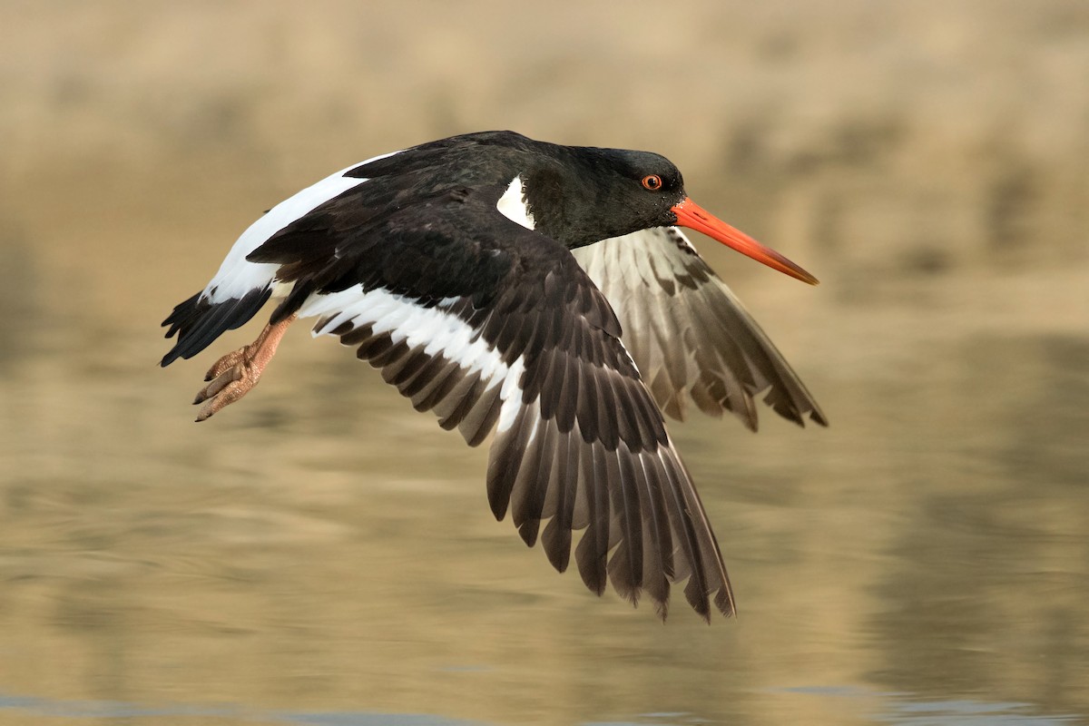 South Island Oystercatcher - David Irving