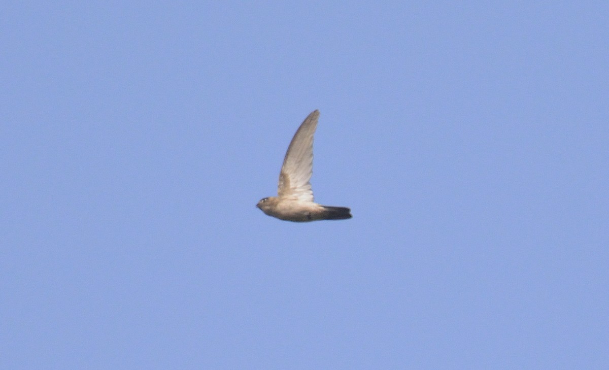 White-nest Swiftlet - ML248948331