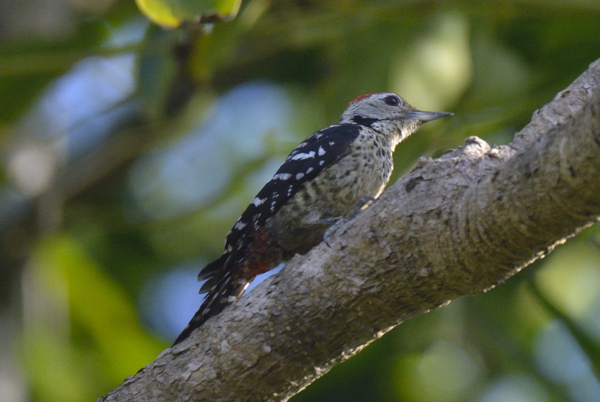 Freckle-breasted Woodpecker - Ashis Kumar  Pradhan