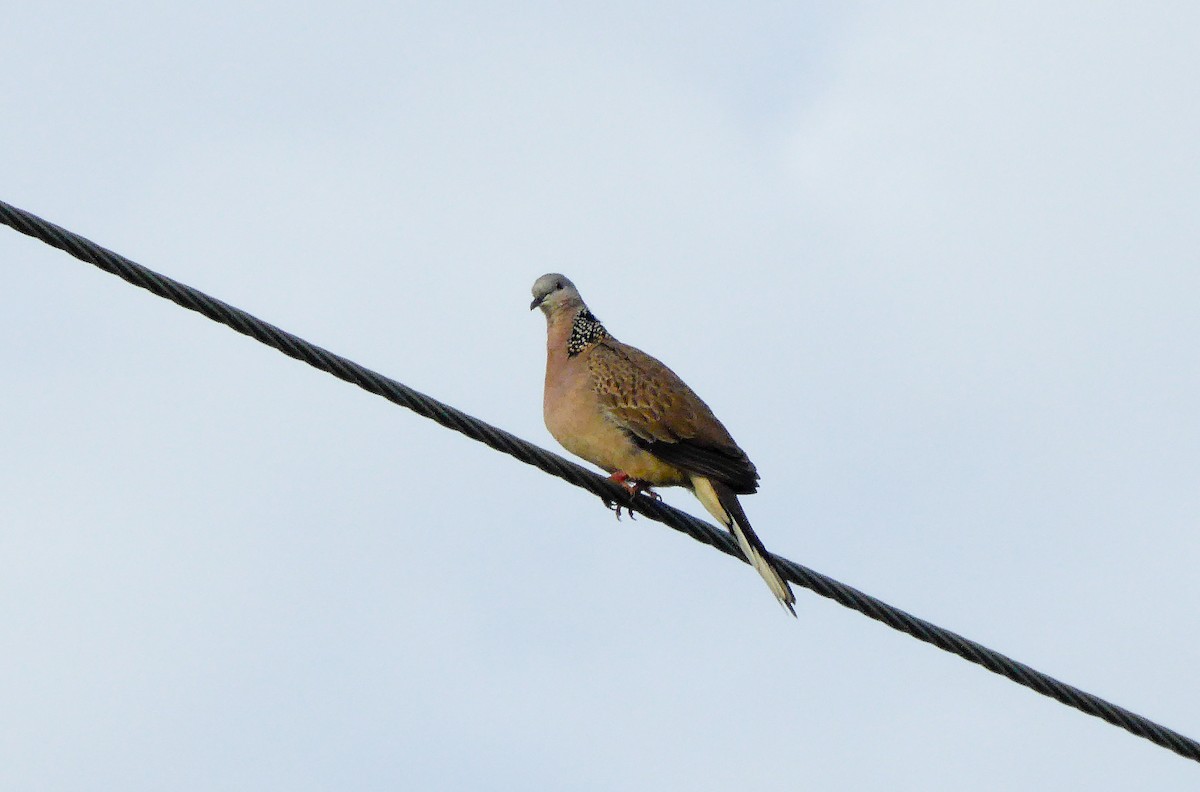 Spotted Dove - ML248948641