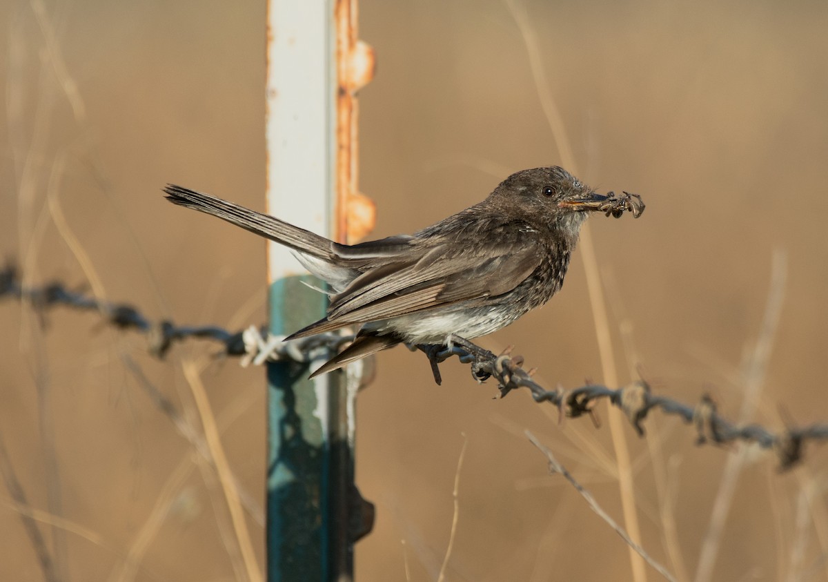 Black Phoebe - Alison Davies