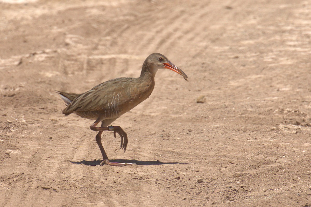 Ridgway's Rail - Curtis Marantz