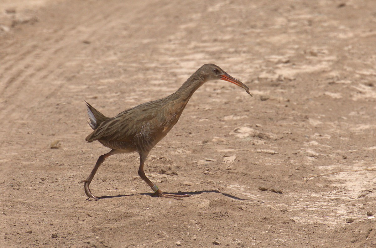 Ridgway's Rail - ML248949521