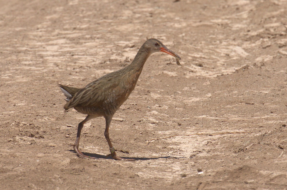 Ridgway's Rail - ML248949551